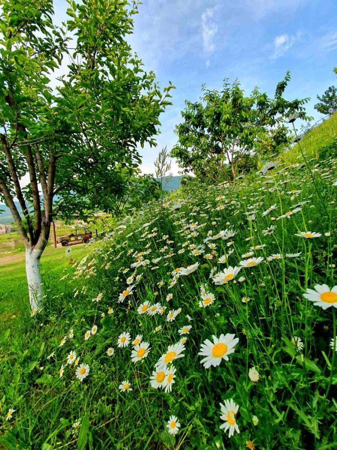 Guest House Ijevan'S Garden Kültér fotó