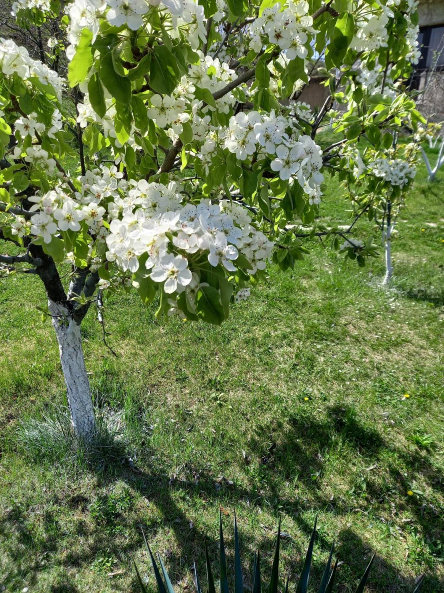 Guest House Ijevan'S Garden Kültér fotó