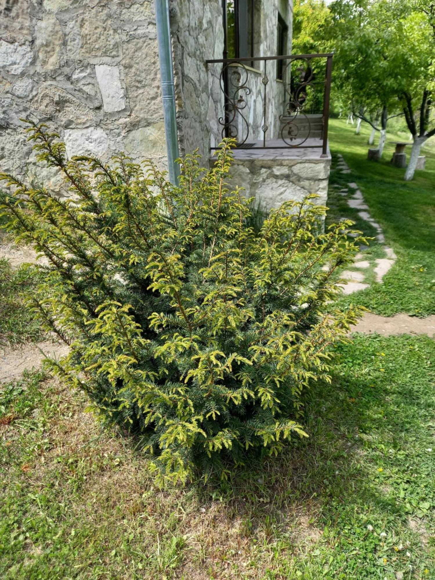 Guest House Ijevan'S Garden Kültér fotó