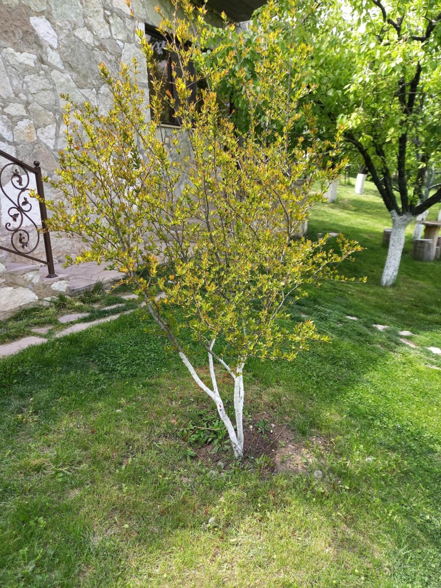 Guest House Ijevan'S Garden Kültér fotó