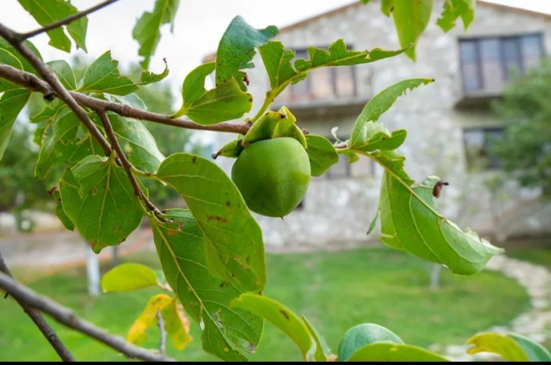 Guest House Ijevan'S Garden Kültér fotó